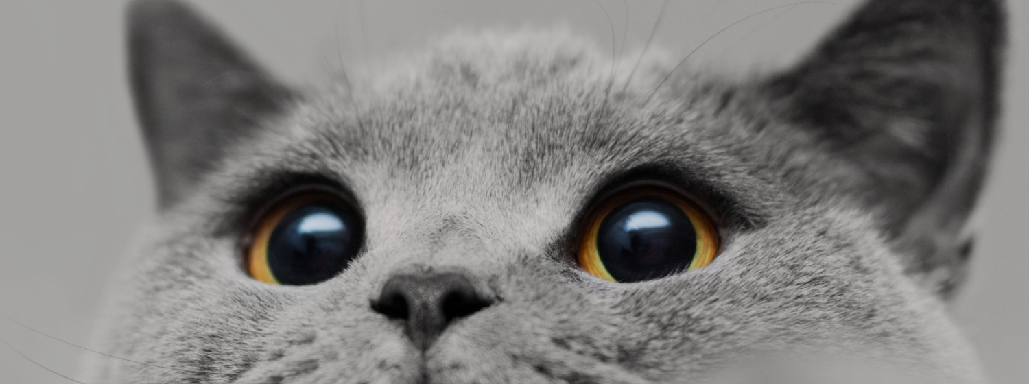 kat_desktop_hoofdbanner.png