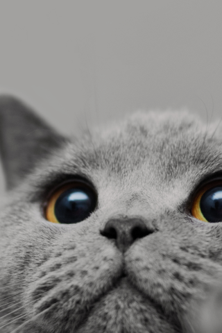 kat_mobiel_hoofdbanner2.png