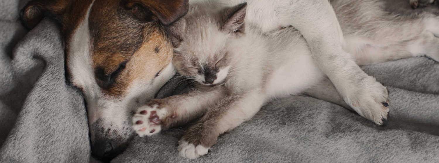 petcare_desktop_hoofdbanner.png