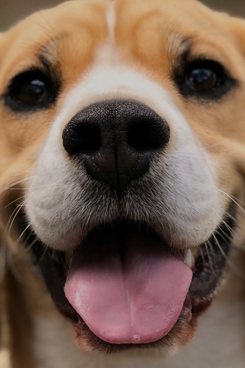 hond1_mobiel_hoofdbanner-1715865579.jpg