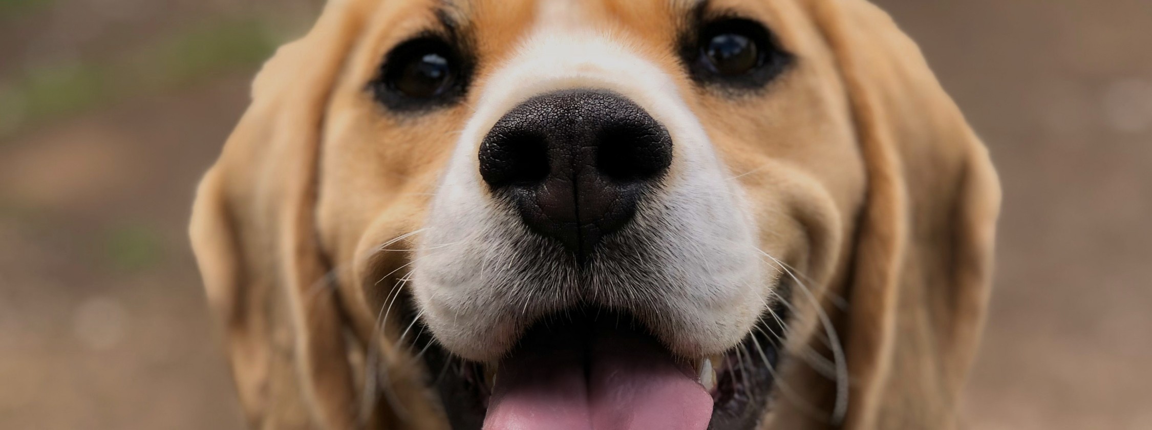 hond1_desktop_hoofdbanner-1715865575.jpg