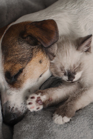 petcare_mobiel_hoofdbanner.png
